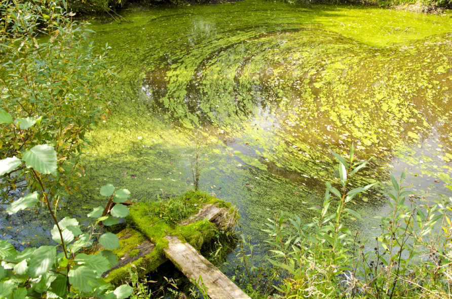 Для чего обеззараживать воду в пруду?